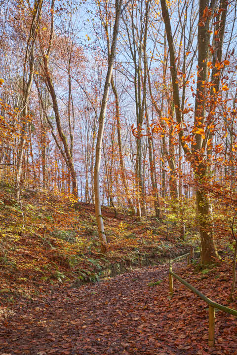 Gemeinde Julbach Landkreis Rottal-Inn Schlossberg Herbst (Dirschl Johann) Deutschland PAN